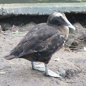 European eider -Zoo de Santillana del Mar (2024)