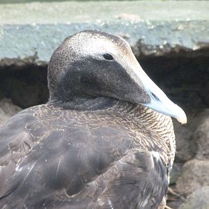 European eider -Zoo de Santillana del Mar (2024)