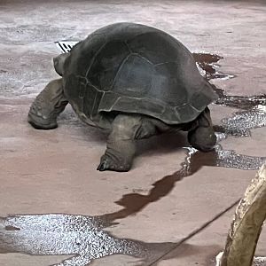 Aldabra Tortoise