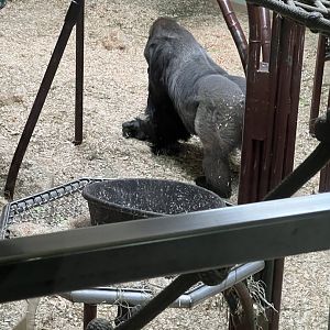 Western Lowland Gorilla