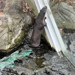 North American River Otter