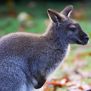 Red-necked Wallaby
