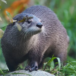 North American River Otter