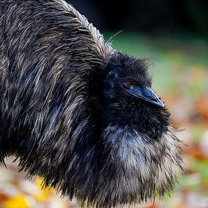 Emu
