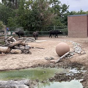 African water buffalo enclosure