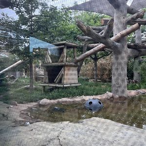 clouded leopard enclosure