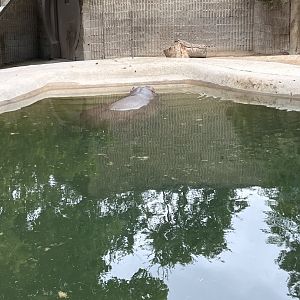 common hippo enclosure