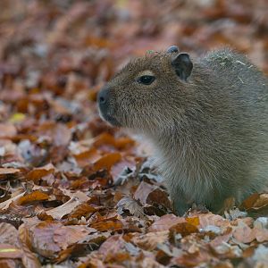 Capybara pup, CWP, UK
