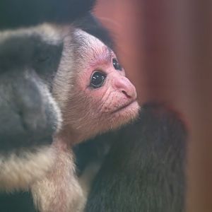 Black and White Colobus infant, CWP, UK