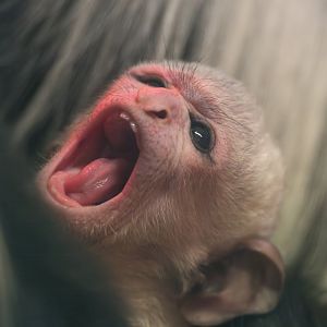 Black and White Colobus infant, CWP, UK