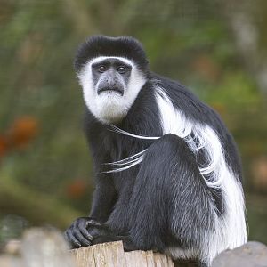 Black and White Colobus monkey, CWP, UK
