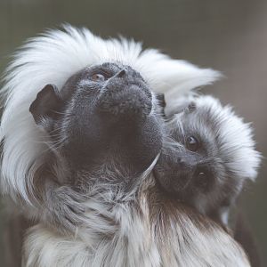 Cotton Top Tamarins, CWP, UK