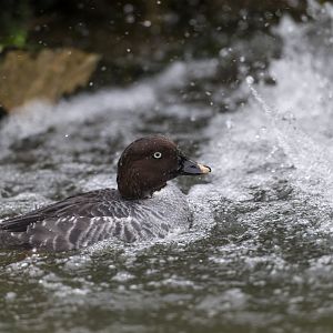 Goldeneye, CWP, UK