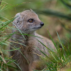Yellow Mongoose, CWP, UK