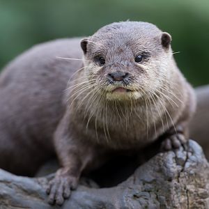 Asian Short Clawed Otter, CWP, UK
