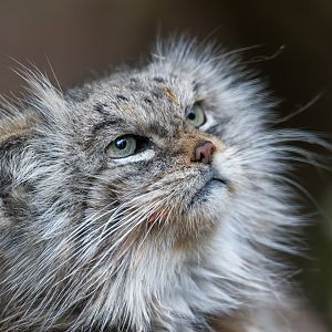 Pallas's Cat (f), CWP, UK