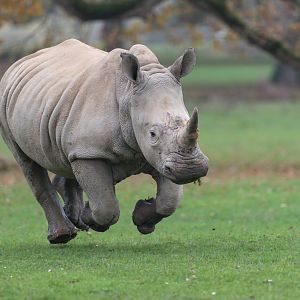 Southern White Rhino, CWP, UK