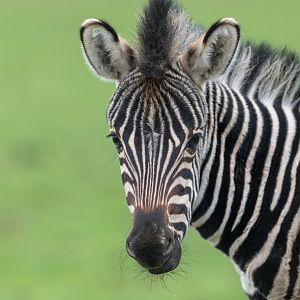Chapman's zebra foal, CWP, UK