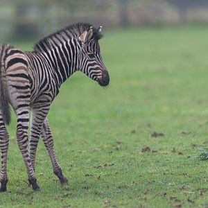 Chapman's zebra foal, CWP, UK