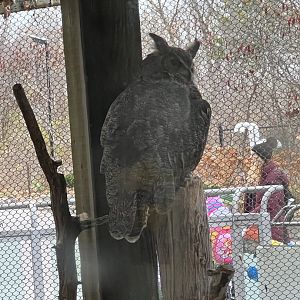 Great Horned Owl