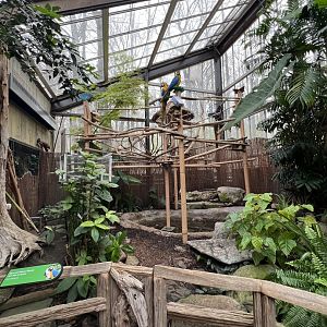 Blue-and-Yellow Macaw Exhibit