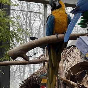 Blue-and-Yellow Macaw