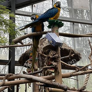 Blue-and-Yellow Macaws