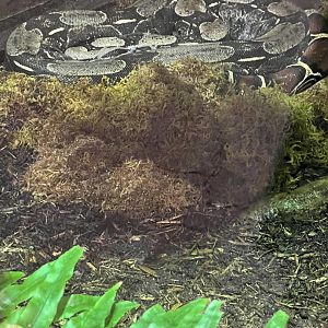 “Boa Constrictor”