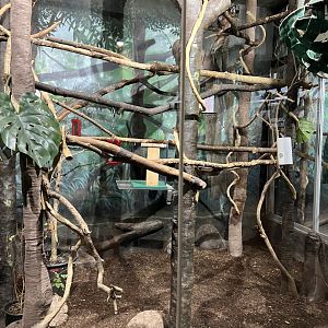 White-Faced Saki Exhibit