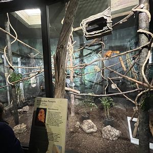 Golden Lion Tamarin/Two-Toed Sloth Exhibit 2