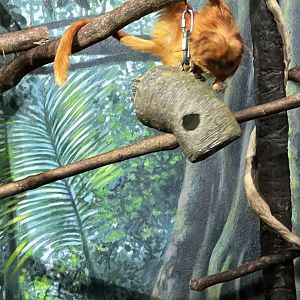 Golden Lion Tamarin