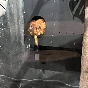 Golden Lion Tamarin