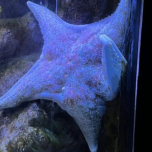 Leather Sea Star
