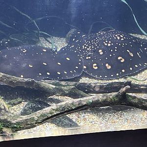 Ocellated River Stingrays