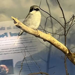 Eastern Loggerhead Strike