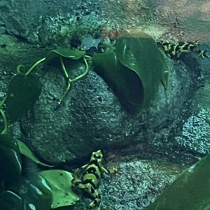 Panamanian Golden Frogs