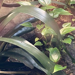 Green-and-Black Poison Dart Frog