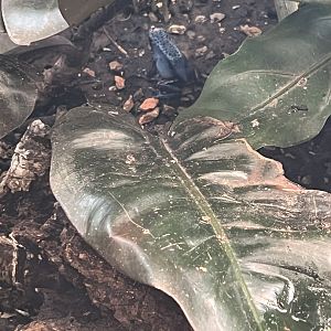 Blue Poison Dart Frog