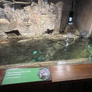 North American River Otter Exhibit