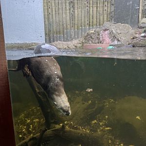 North American River Otter