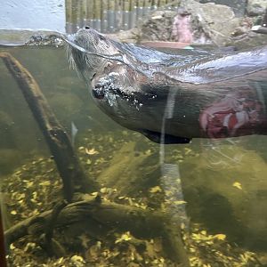 North American River Otter