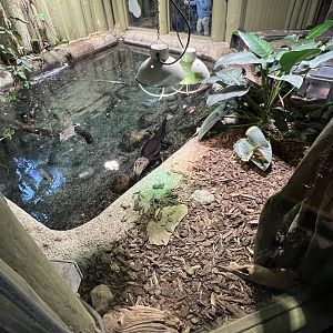 Cuvier’s Dwarf Caiman Exhibit