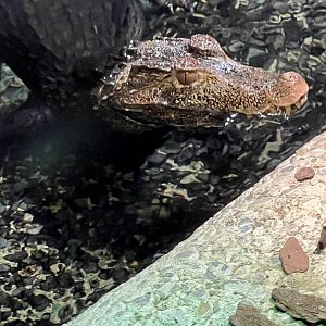 Cuvier’s Dwarf Caiman