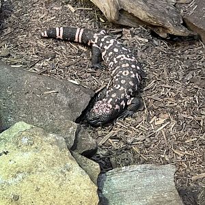 Gila Monster