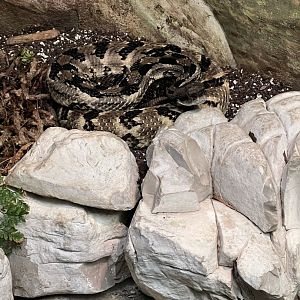 Timber Rattlesnake