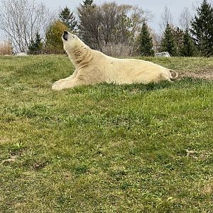 Polar Bear