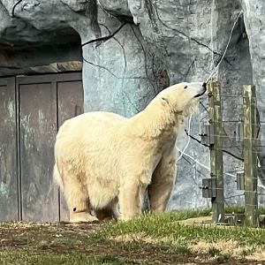 Polar Bear