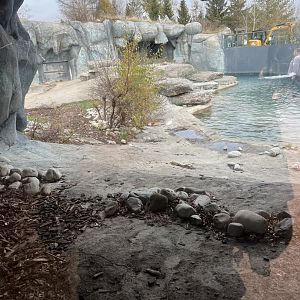 Polar Bear Exhibit