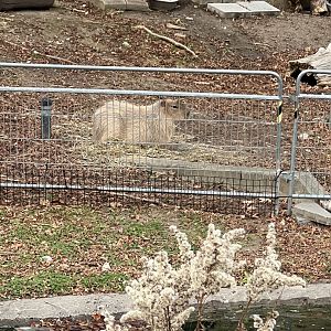 Capybara