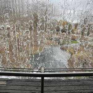 Capybara/Green-Winged Macaw Exhibit